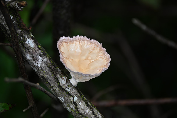 DSC_0058