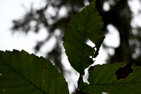 DSC_0020