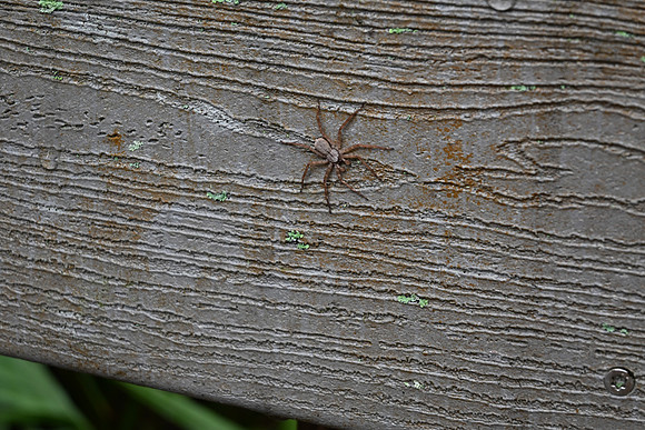 DSC_0067