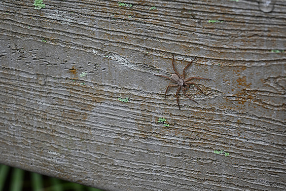 DSC_0068